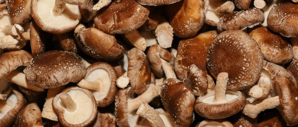 सिताके च्याउ प्रतिकिलो  ८००,  अन्य  तरकारी र फलफूलको  थोक मूल्य कति ?