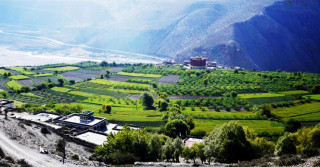 मुस्ताङको पाक्लिङ गाउँ र उवा खेती