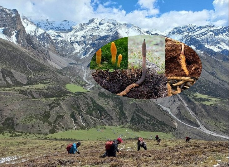 छेकम्पारका बासिन्दा यार्सागुम्बा सङ्कलन गर्न छेके र बाजु लेकतिर