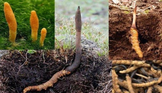 १० महिनाको अवधिमा २१ करोड रुपैयाँ बराबरको यार्सागुम्बा निर्यात