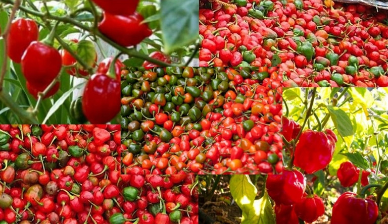 अकबरे खुर्सानीको मूल्य प्रतिकिलो एक हजार !