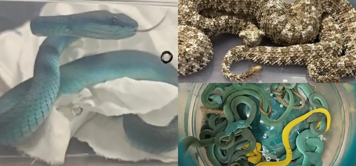 विमानमा ४४ विषालु सर्पसहित एक यात्रु पक्राउ