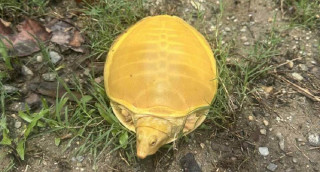 जलथलमा भेटियो दुर्लभ कछुवा