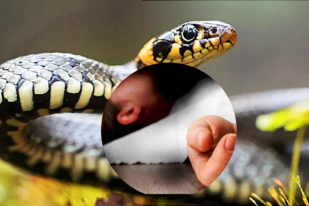 सर्पको डसाइबाट ४६ वर्षीया शान्तिको मृत्यु