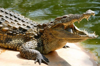 राति माछा मार्न गएका २७ वर्षीय अभिषेक माझीको गोहीको आक्रमणबाट मृत्यु