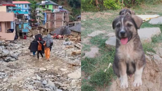 कुकुरले बचायो ६७ जनाको ज्यान