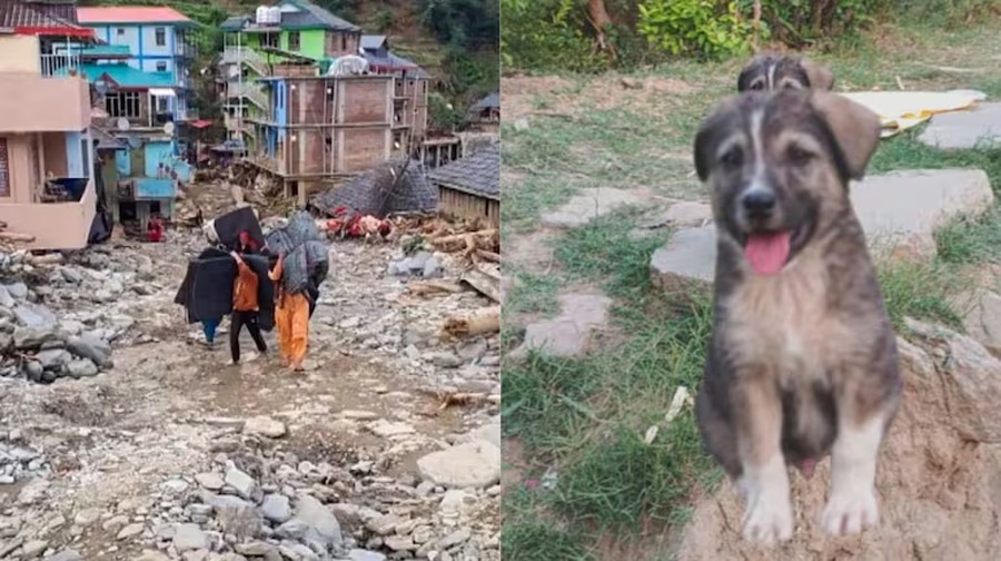 कुकुरले बचायो ६७ जनाको ज्यान