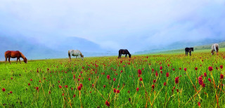 आहा ! ढोरपाटनको रंगीचंगी वनफूल