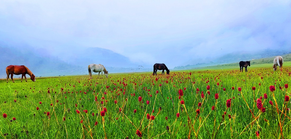 आहा ! ढोरपाटनको रंगीचंगी वनफूल