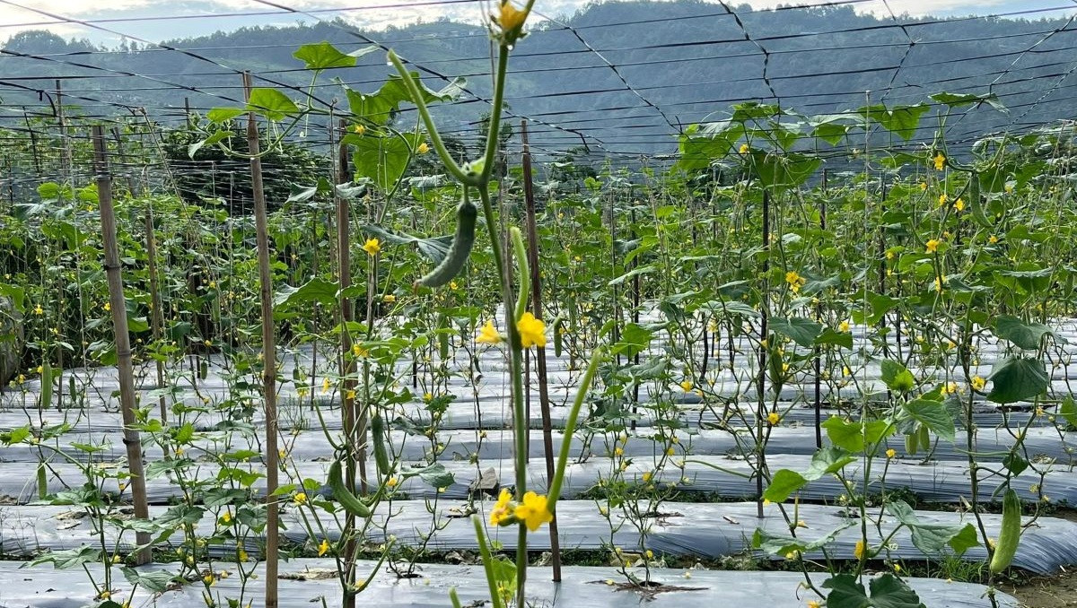 व्यावसायिक काँक्रोखेतीमा रमाउँदै पौडेल दाजुभाइ