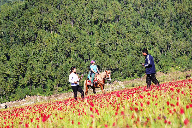 रङ्गीबिरङ्गी फूलले सजिएको ढोरपाटन