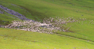 बुकीपाटनमा भेडा