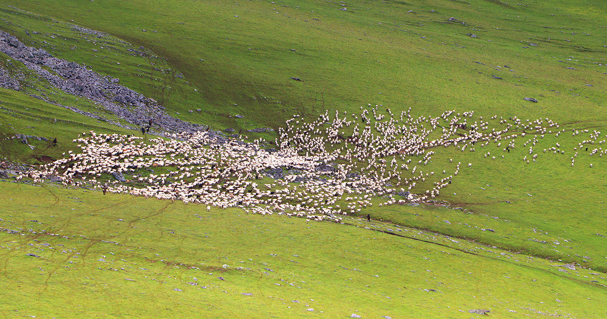 बुकीपाटनमा भेडा