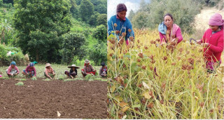 आज पहिलोपटक राष्ट्रिय कोदो दिवस मनाइँदै, कोदोको बढ्दो माग, म:मदेखि पिज्जासम्म