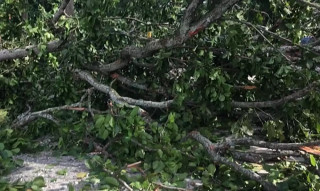 सिन्धुलीमा रुखले किच्दा २ जनाको मृत्यु,  तीन बालबालिका घाइते