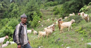 मलेसियाबाट फर्किएर गाउँमै बाख्रा पालन, मासिक ५० हजार आम्दानी