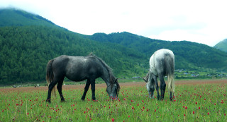 ढोरपाटन फाँटमा घोडा