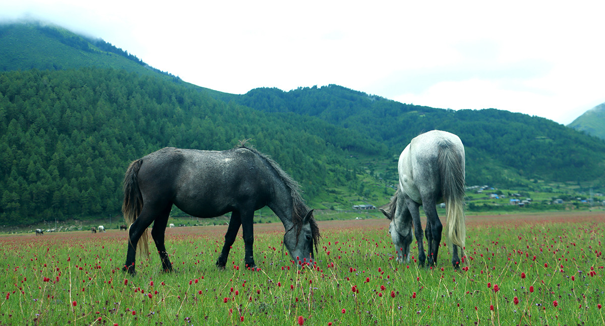ढोरपाटन फाँटमा घोडा