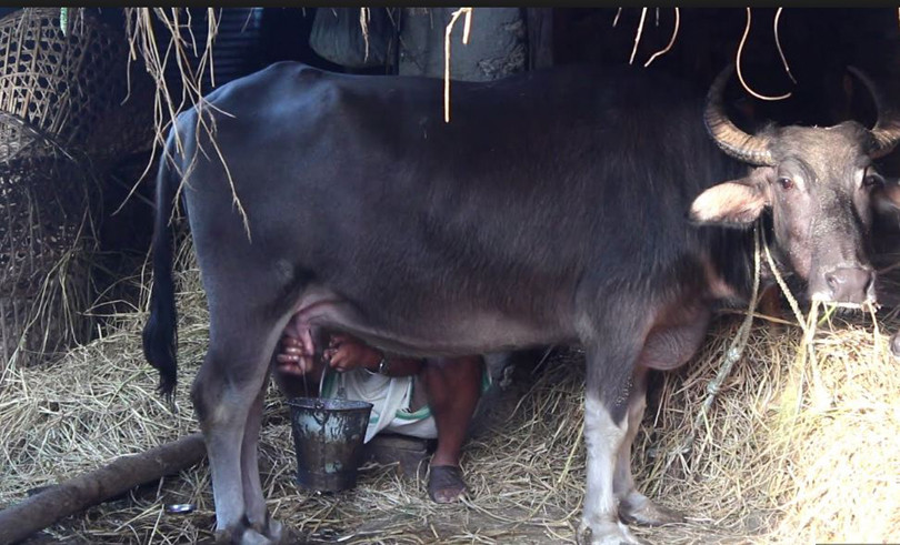 गण्डकी गाउँपालिकाले दुहुना गाई–भैंसी पाल्ने किसानलाई नगद अनुदान दिने