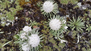 माइकोपिला