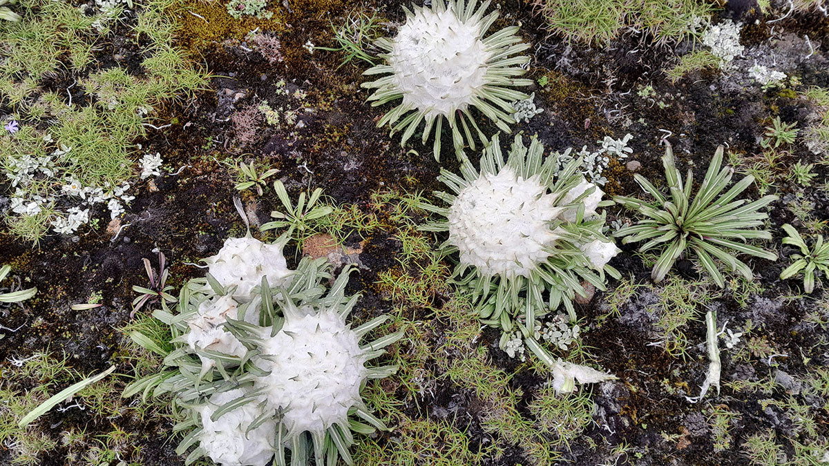 माइकोपिला