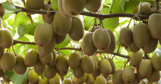 भोजपुर श्यामशिलाका अधिकांश किसान किवी खेतीमा