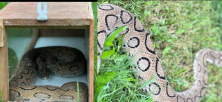 रुपन्देहीको भैरहवामा भेटियो अत्यन्तै विषालु रसेल्स भाइपर सर्प