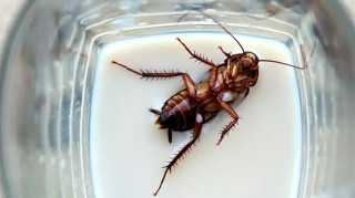 साङ्लोको दूध गाईको दूधभन्दा ३ गुणा बढी स्वास्थ्यकर