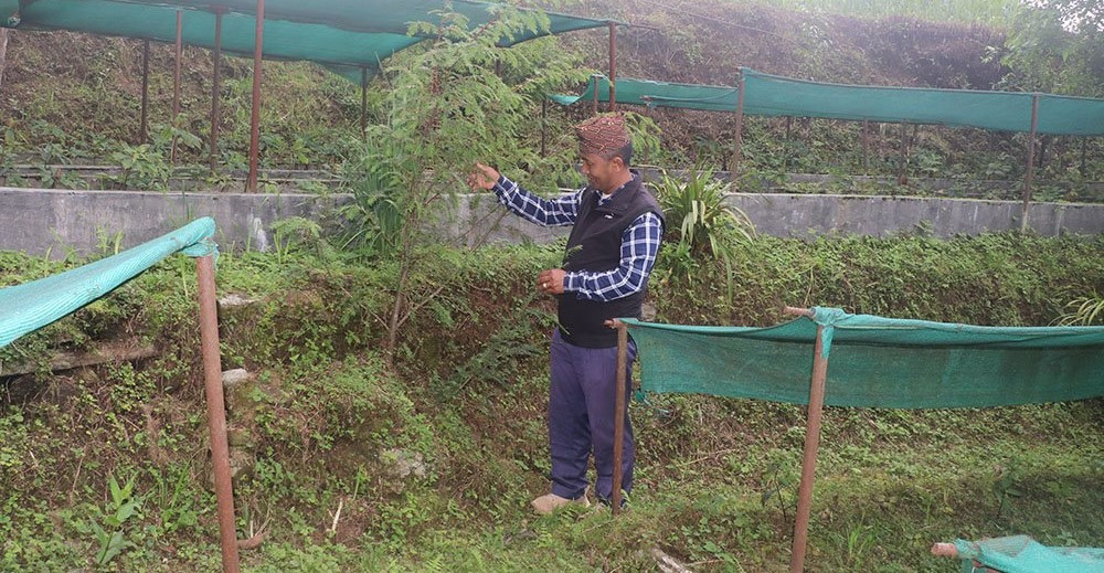 जडीबुटीखेती गरेर वार्षिक ७ लाखसम्म आम्दानी लिँदै वडाध्यक्ष शेर्पा