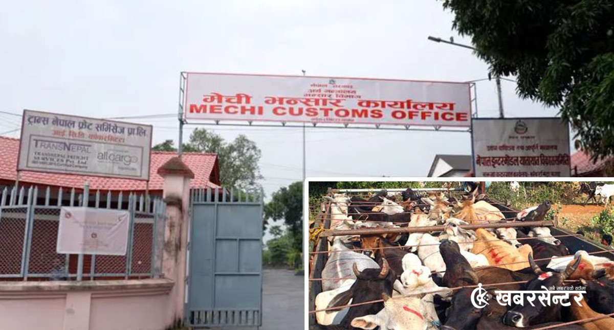 मासु खाने प्रयोजनको लागि गाई-गोरु तस्करी: अचानक ३० लाख गाई-गोरु 'गायब'