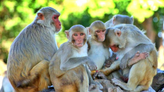 बाँदरको आक्रमणबाट ५८ वर्षीय गोकर्ण नेपालीको मृत्यु