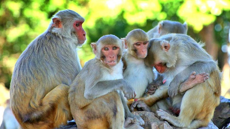 बाँदरको आक्रमणबाट ५८ वर्षीय गोकर्ण नेपालीको मृत्यु