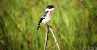 शुक्लाफाँटामा विश्वकै दुर्लभ १९ प्रजातिका चरा