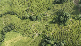 पालुङटारको धानबालीमा मरुवा रोगको समस्या