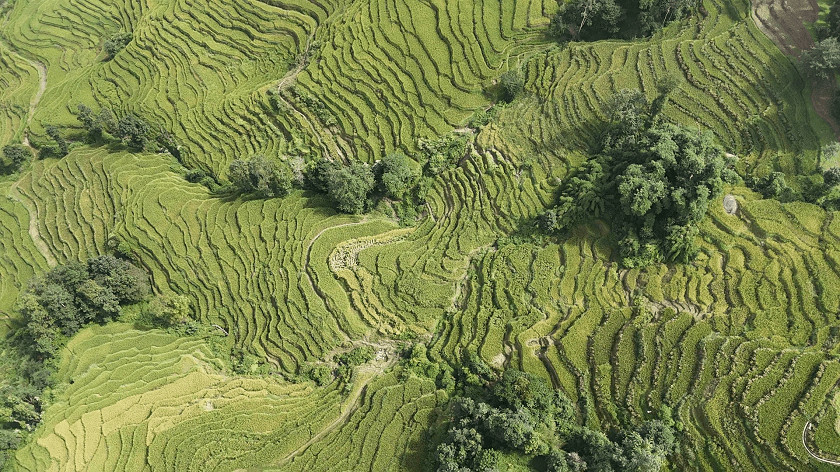 पालुङटारको धानबालीमा मरुवा रोगको समस्या