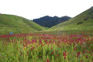 रोल्पाको रमणीय जलजला