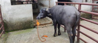 भारतबाट ल्याइएको मुर्रा राँगो भ्यागुते रोगले मर्‍यो