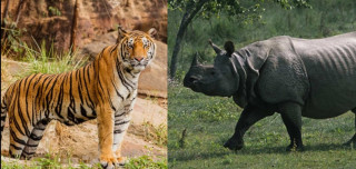 मङ्सिरमा बाघ र गैँडा गणना हुने