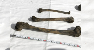 दोस्रो विश्वयुद्धमा मारिएका मजदुरहरूको जापानी स्थलमा फेला परेका हड्डीहरू मानव अवशेष भएको हुनसक्ने आशंका