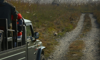 दसैँअघि चितवन राष्ट्रिय निकुञ्जभित्र जिप सफारी