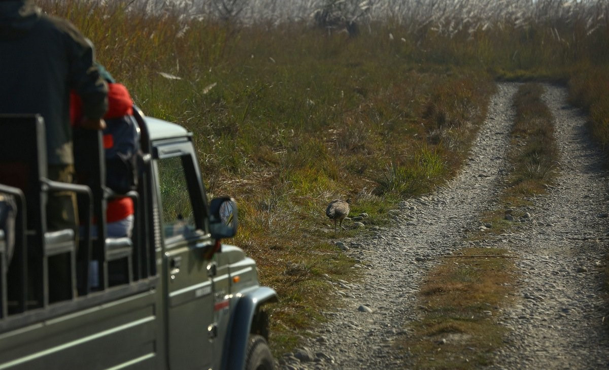 पर्यटन प्रवर्द्धन गर्न जनकौली वनमा जिप सफारी