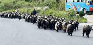 खाद्यले थाल्यो दसैँका खसी–च्याङ्ग्राको अनलाइन बुकिङ