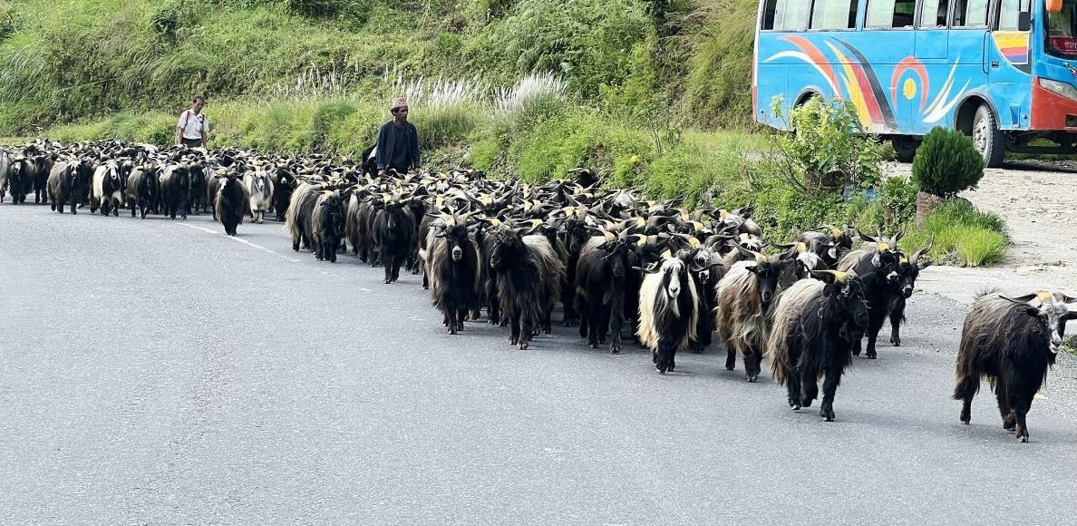 खाद्यले थाल्यो दसैँका खसी–च्याङ्ग्राको अनलाइन बुकिङ