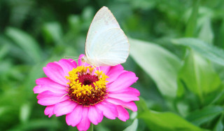 फूलमा पुतली