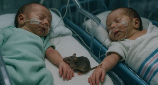 एनआईसीयूमा भर्ना भएका  दुई नवजात शिशुको हात मुसाले टोकिदिएपछि....