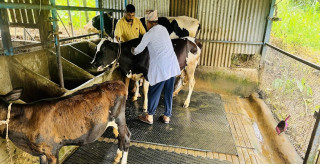 बागमतीमा तीव्ररूपमा फैलिदै लम्पी स्किन रोग,  ९६ हजारभन्दा बढी गाई–भैँसीलाई लगाइयो खोप