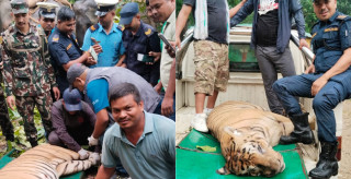 ४ जनाको ज्यान लिने बाघ ‘डार्ट’ हानेर नियन्त्रण