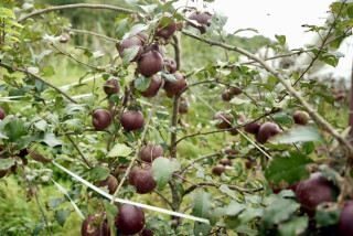 गोरखाको अजिरकोटमा पहिलो पटक स्याउको परीक्षण उत्पादन सफल