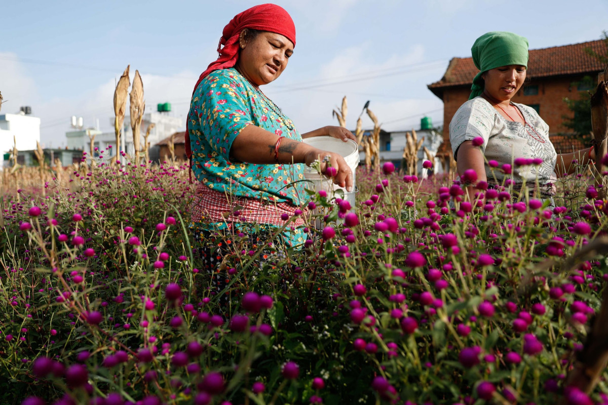 तिहारको आगमनसँगै मखमली फूल टिप्न व्यस्त किसान