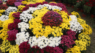 अठारौँ गोदावरी फूल प्रदर्शनी सुरु